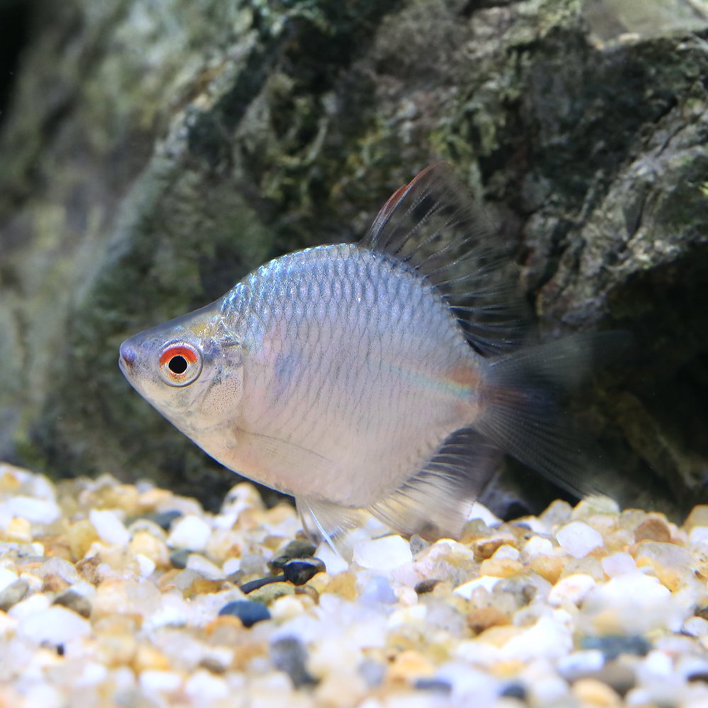 （淡水魚）タイバラマンボウ（１ペア）　ＣＲＣ60―30―10―10―10