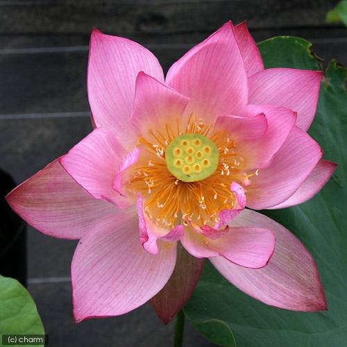 （ビオトープ）蓮　ハス（ピンク）　蜀紅蓮（ショッコウレン）一重咲中ー大型品種（１ポット）　ＣＲＣ15―10―30―20―20 5,921円