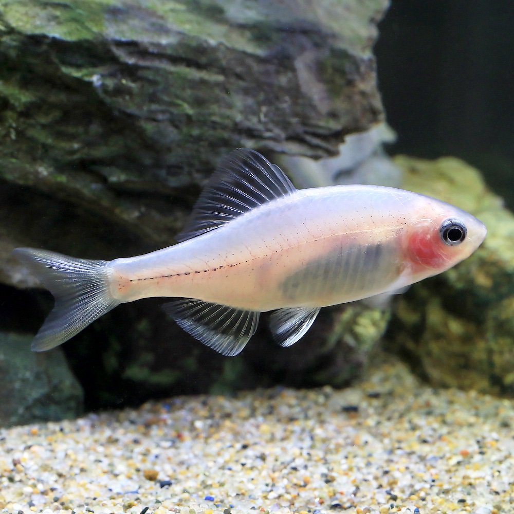 （淡水魚）シロヒレタビラ　透明鱗（５匹）　ＣＲＣ60―30―10―10―10 29,700円