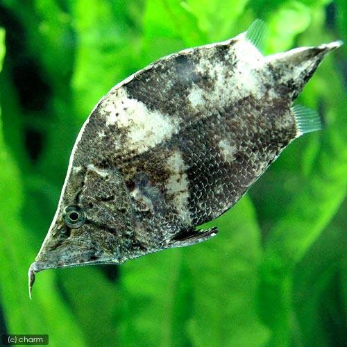 （熱帯魚）リーフ・フィッシュ（１匹）　北海道・九州航空便要保温　ＣＲＣ13―52―00―00―00