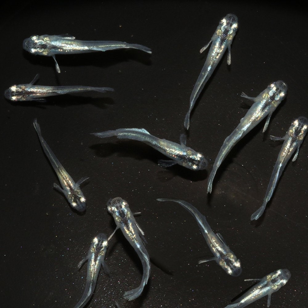 （めだか）無選別　エルサメダカ　稚魚（１０匹）　ＣＲＣ60―20―85―20―00