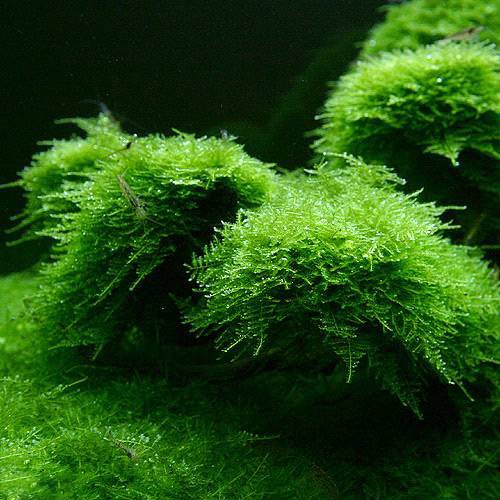 （水草）南米ウィローモス（水中葉）（無農薬）（５カップ）　北海道航空便要保温　ＣＲＣ12―18―20―10―00