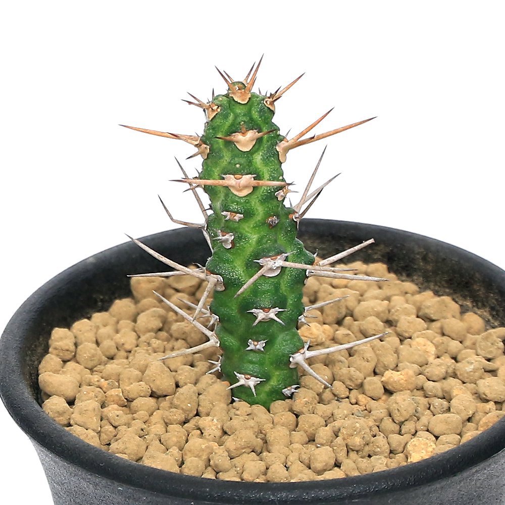 （多肉植物）ユーフォルビア　エレンベッキー　２．５号（１鉢）　ＣＲＣ15―60―60―00―00