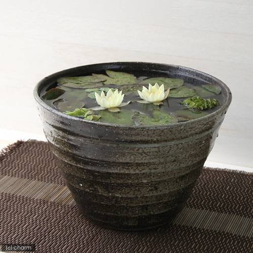 （ビオトープ）（水草）姫睡蓮（ヒメスイレン）（黄）　益子焼　姫睡蓮鉢（ヒメスイレン鉢）セット（炭化）　説明書付　本州四国限定　ＣＲＣ15―10―15―20―10