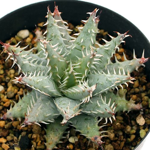 （多肉植物）アロエ　エリナケア　３．５号（１鉢）　ＣＲＣ15―60―10―00―00