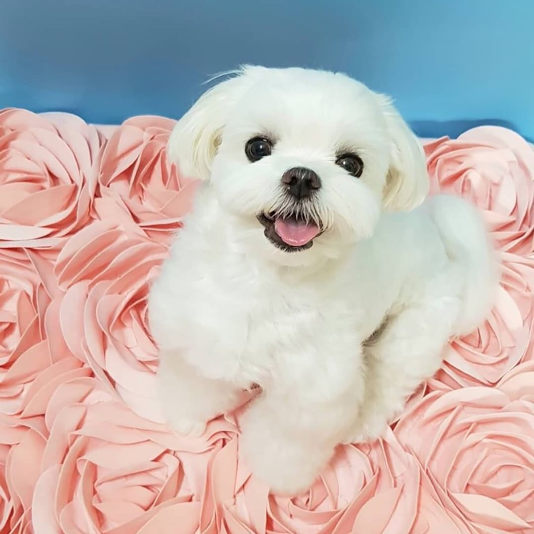 Heho flower mat 犬クッション スナッフルマット インテリア