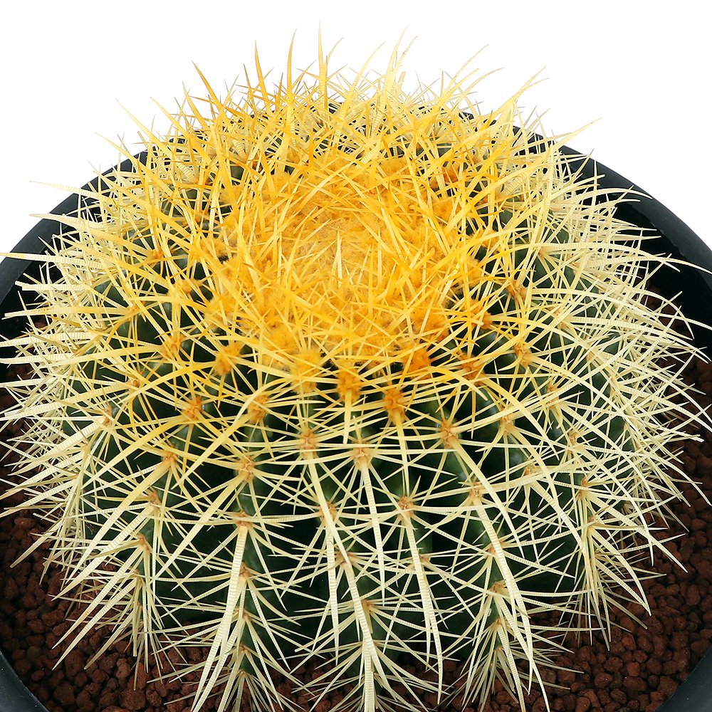 （多肉植物）サボテン　エキノカクタス　金鯱（キンシャチ）　ビッグサイズ（１株）　ＣＲＣ15―62―95―00―00