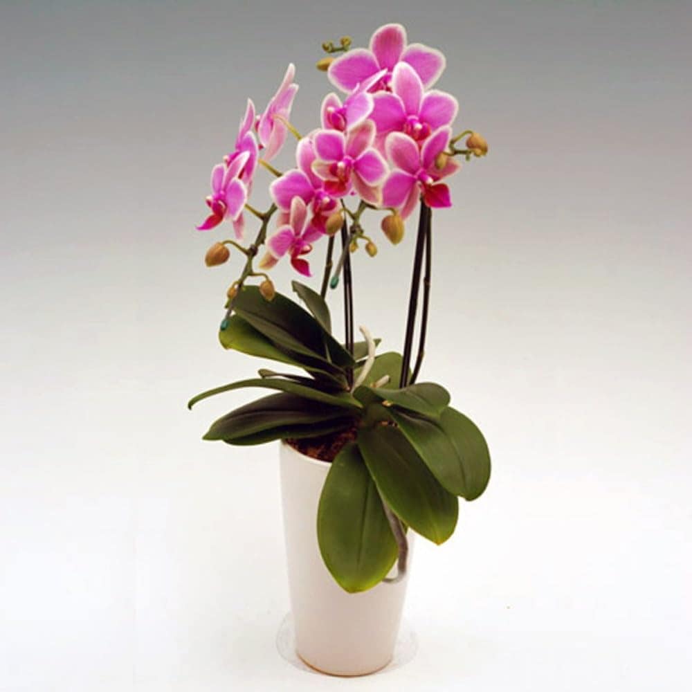 ミディ胡蝶蘭 2本立ち ハワイアンマーメイド お祝い 移転祝い 開店祝い 就任祝い 開院祝い 開業祝い 周年祝い 誕生日 還暦 米寿 卒寿 鉢花 花 贈り物 産地直送 ラッピング無料 育て方パンフレッ