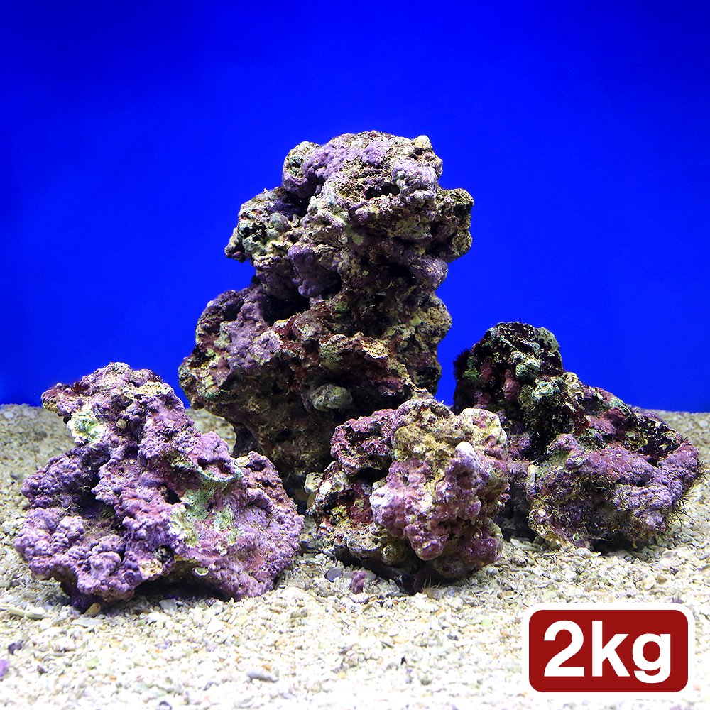 （海水魚）Ｓグレードライブロック　Ｓ－Ｍサイズミックス（２ｋｇ）（形状お任せ）　ＣＲＣ26―55―20―20―00 6,995円