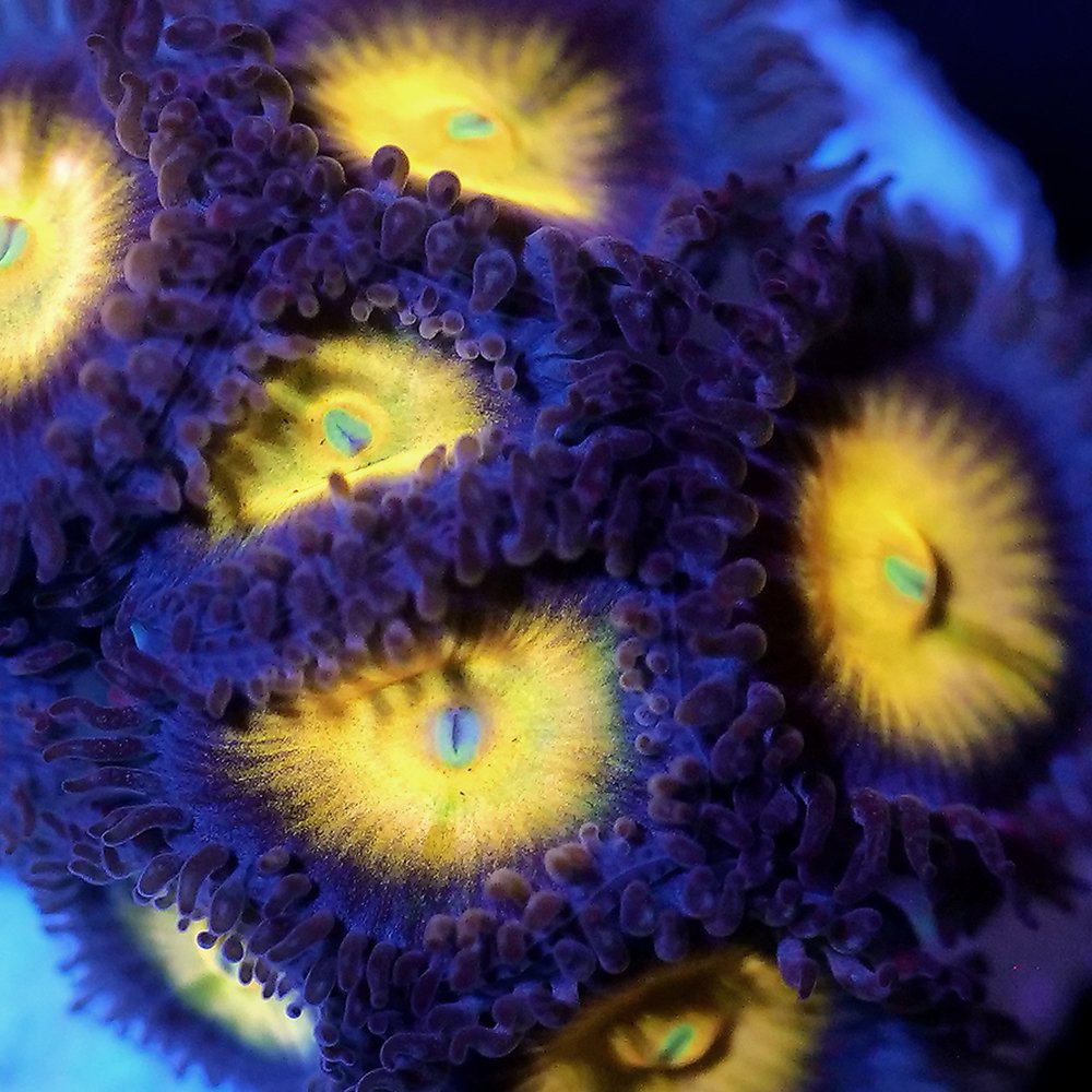 （サンゴ）フラグサンゴ　クロシオマメスナギンチャク　フィガロ　Mサイズポリカプラグ付き（１個）　ｗｈ-１６　北海道・九州航空便要保温　ＣＲＣ26―50―80―00―00