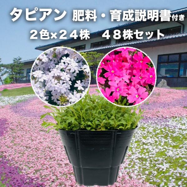 タピアン 2品種×各24株 合計48株 9cmポット苗 肥料付 3号 バーベナ属 サントリーフラワーズ グランドカバー 常緑 多年草 宿根草 雑草対策 下草