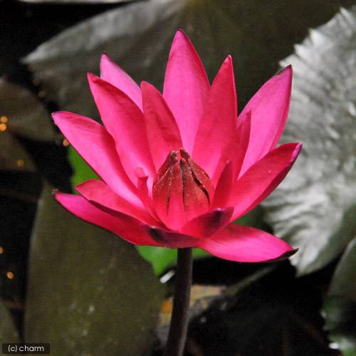 （ビオトープ）睡蓮　熱帯性睡蓮（スイレン）夜咲き（赤）　ジェニファー　レベッカ（１ポット）　ＣＲＣ15―10―23―55―00