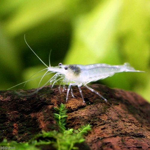 （エビ）スノーホワイトシュリンプ（３０匹）　ＣＲＣ13―70―23―99―00