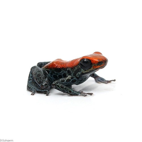 （両生類）（Ｂ品）レティキュラータヤドクガエル　スタンダードｓｔａｎｄａｒｄ　ソリッドレッド（１匹）　北海道・九州航空便要保温　ＣＲＣ17―05―35―20―00