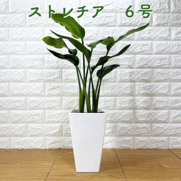 Qoo10] 観葉植物 ストレリチア オーガスタ 天国