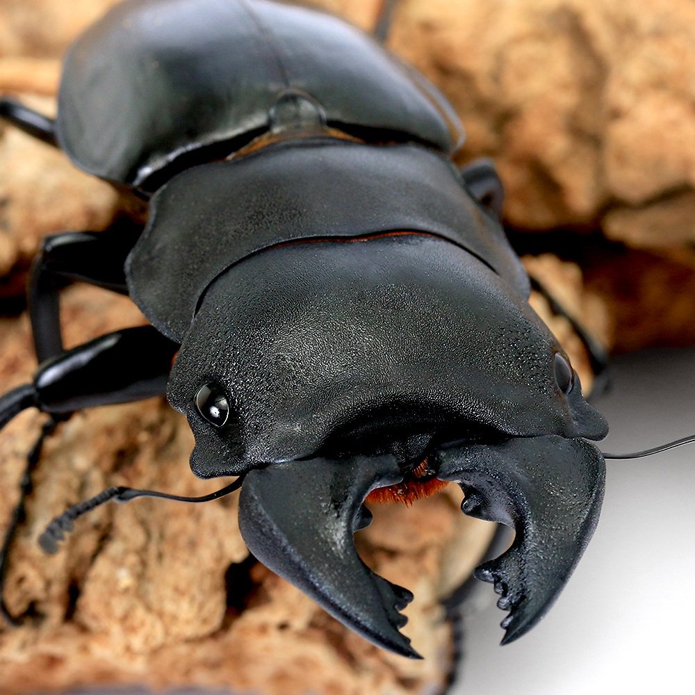 （昆虫）リュートネルツヤクワガタ　ボルネオ産　短・中歯型　成虫　ＷＤ　５０ー５４ｍｍ（１ペア）　北海道・九州航空便要保温　ＣＲＣ18―25―20―30―10