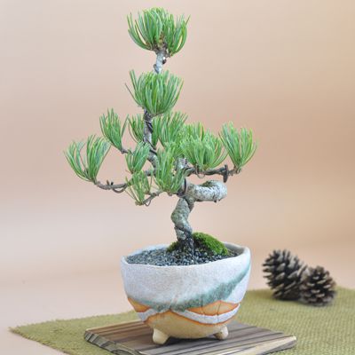 盆栽 五葉松 信楽 祝い鉢 受け皿付き 鉢植え 癒し 趣味 ラッピング メッセージカード 育て方 冊子 肥料付 送料無料 和風 観葉植物 ミニ盆栽 ギフト 五葉松中　白掛鉢