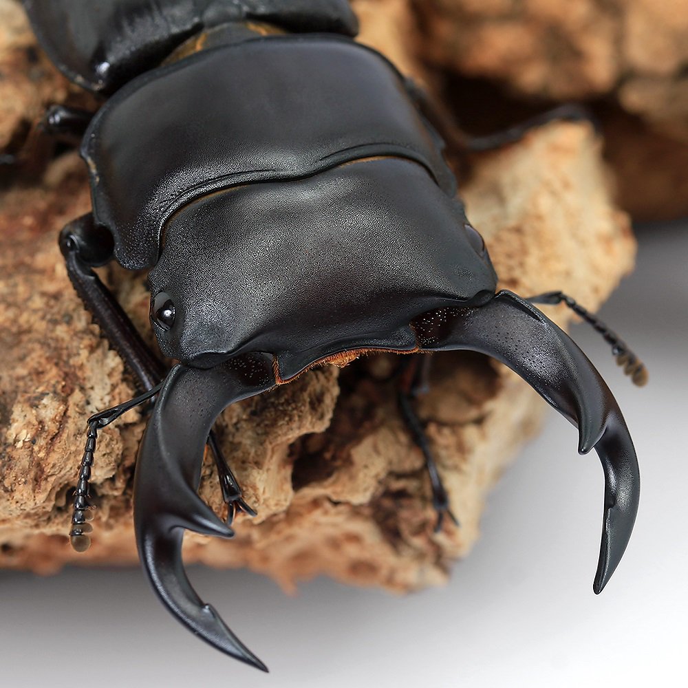 （昆虫）国産オオクワガタ　香川県綾歌郡綾川町産　成虫　６０ー６４ｍｍ（１ペア）　ＣＲＣ18―25―20―10―10