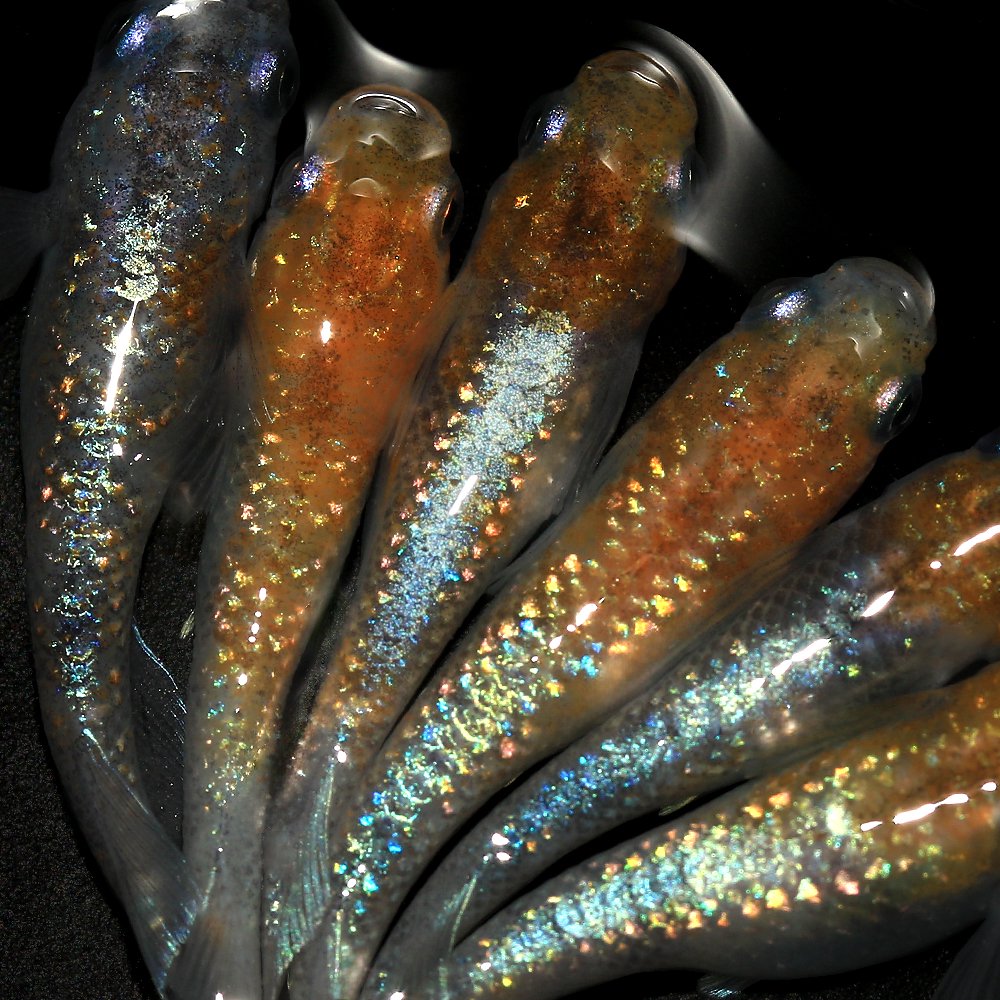 L136（スターダストクラウン）ワイルド（熱帯魚）