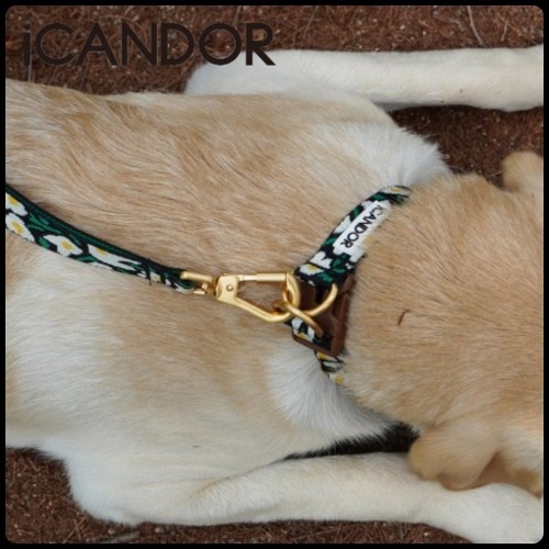 ペット リード ベルト GENTLE LEASH BOLT_BIG FISH