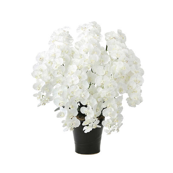 光触媒プレミアム胡蝶蘭10本立Ｗ