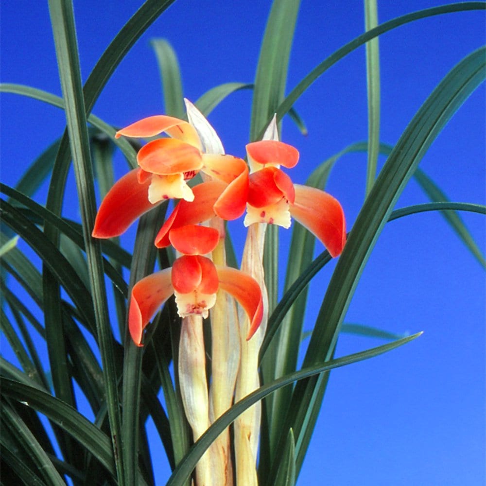 （山野草）シュンラン（春蘭）緋鵬（ヒホウ）３号（１ポット）日本春蘭　古典園芸　ＣＲＣ15―35―12―00―00