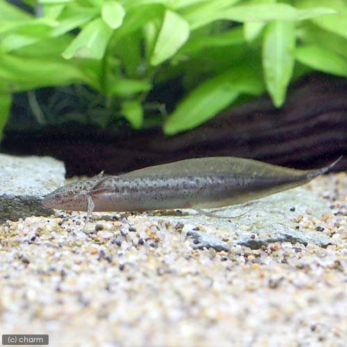 （熱帯魚）プロトプテルス・アンフィビウス（１匹）　北海道航空便要保温　ＣＲＣ13―56―90―00―00