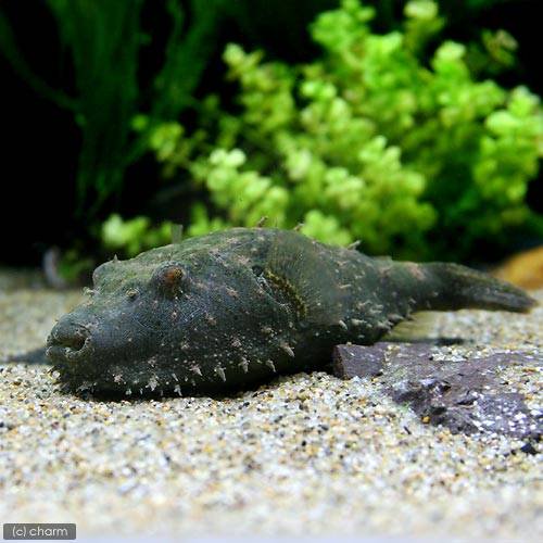 （熱帯魚）テトラオドン・バイレイ　毛フグ（毛有り）（１匹）　北海道航空便要保温　ＣＲＣ13―51―00―00―00 10,521円