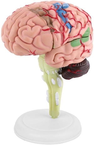 分解人間の脳モデル解剖学的 4D 人間の脳モデル教育ツール医療玩具