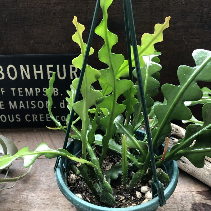 ジグザグサボテン 吊り下げ希少 エビフィラム アングリガー フィッシュボーン