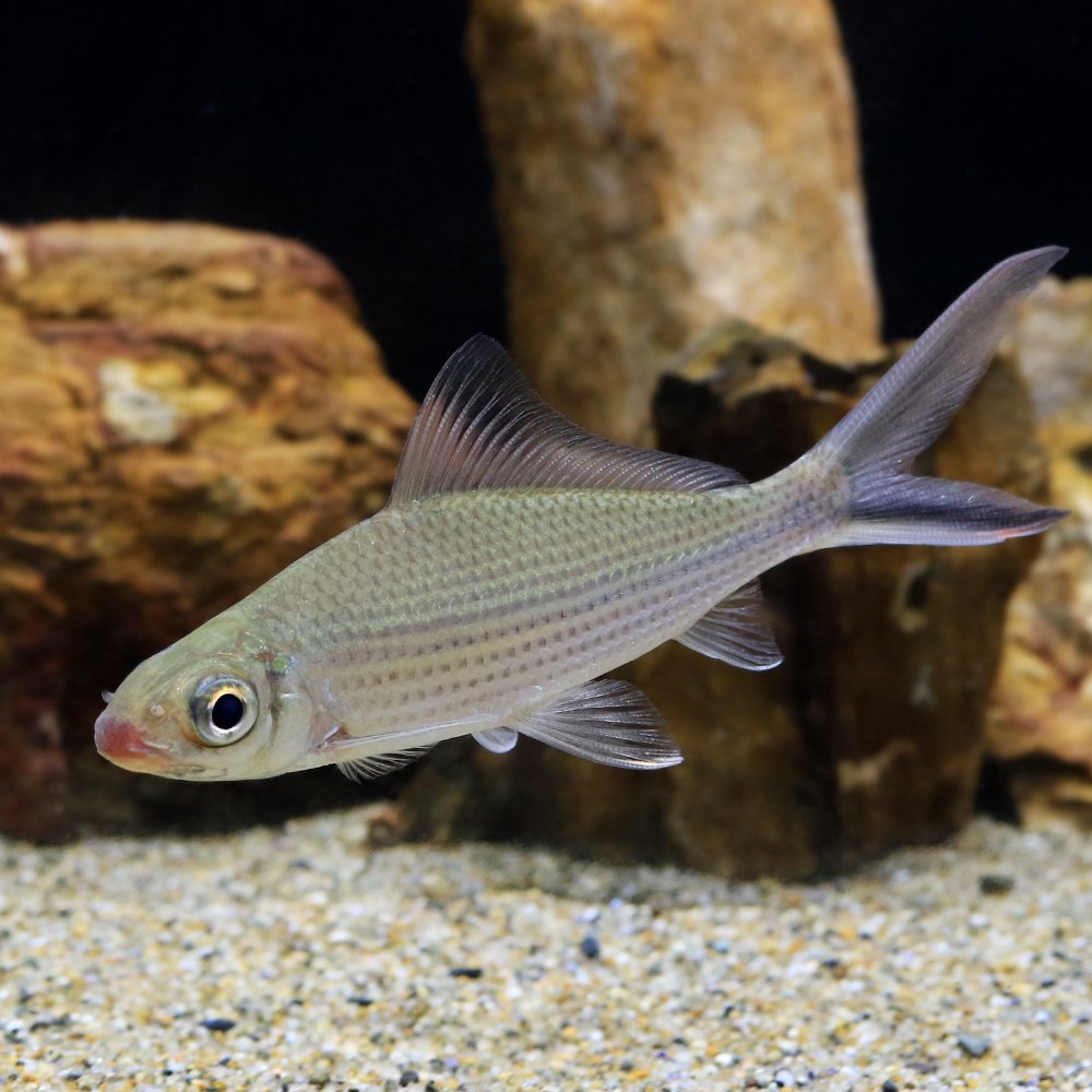 （熱帯魚）シグナルシャークバルブ（１匹）　北海道・九州航空便要保温　ＣＲＣ13―24―99―00―00