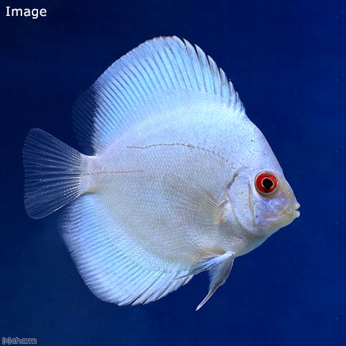 （熱帯魚）ブルーダイヤモンド・ディスカス（Ｓサイズ）（１匹）　北海道航空便要保温　ＣＲＣ13―31―10―00―00