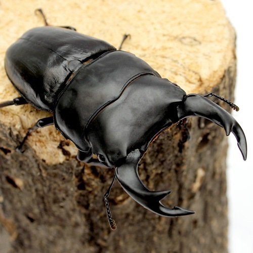 （昆虫）国産オオクワガタ　大阪府能勢町産　成虫　ＹＧ血統　オス８５ｍｍ　メス５４ｍｍ（１ペア）　北海道・九州航空便要保温　ＣＲＣ18―25―20―10―10