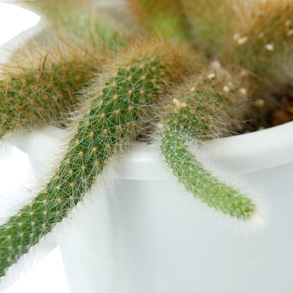 （多肉植物）サボテン　ヒルデウィンテラｓｐ．　５号　吊り鉢（１鉢）　ＣＲＣ15―62―95―00―00