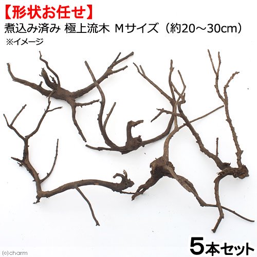 形状お任せ　煮込み済み　極上流木　Ｍサイズ（約２０ー３０ｃｍ）５本　アクアリウム　テラリウム　レイアウト素材　ＣＲＣ21―10―40―20―00