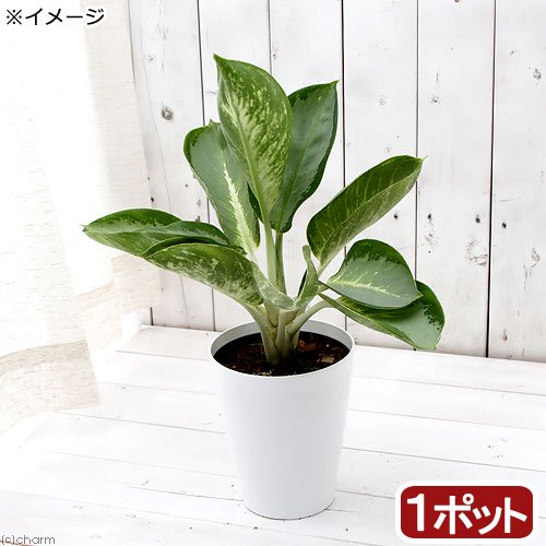 （観葉植物）アグラオネマ　カンクン　５ー６号（１鉢）　ＣＲＣ15―30―10―20―00