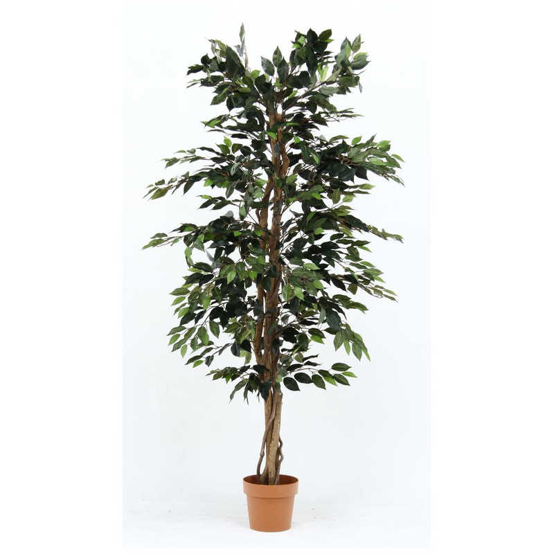 不二貿易 観葉植物 フィカス 1124 A 52662