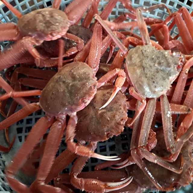 訳あり 活オオズワイガニ 小サイズ 8kg詰 身入り7割前後