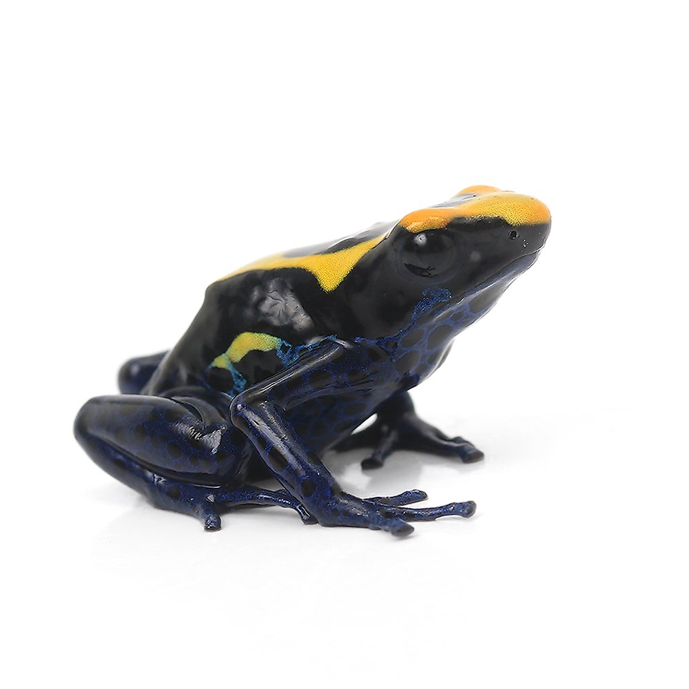 （両生類）アイゾメヤドクガエル　ドワーフ　フレンチギアナｄｗａｒｆ　ｆｒｅｎｃｈ　ｇｕｉａｎａ（１匹）　ＣＲＣ17―05―35―20―00