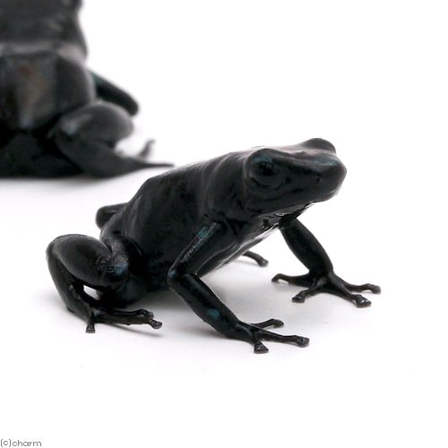 （両生類）マダラヤドクガエル　ブラックｂｌａｃｋ（１匹）　北海道・九州航空便要保温　ＣＲＣ17―05―35―20―00