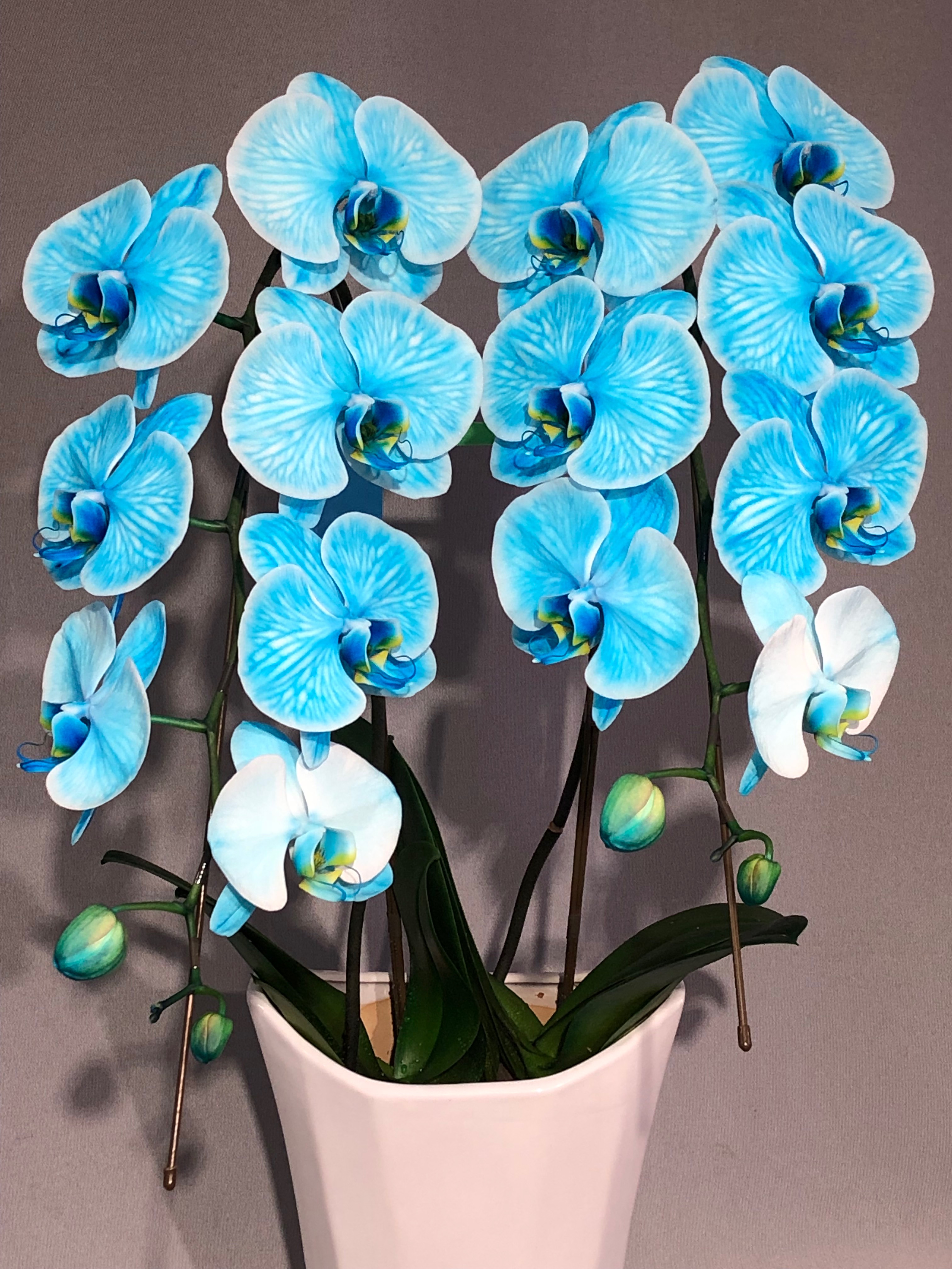 商品ID 8263 胡蝶蘭　水色　2本立ち　生花