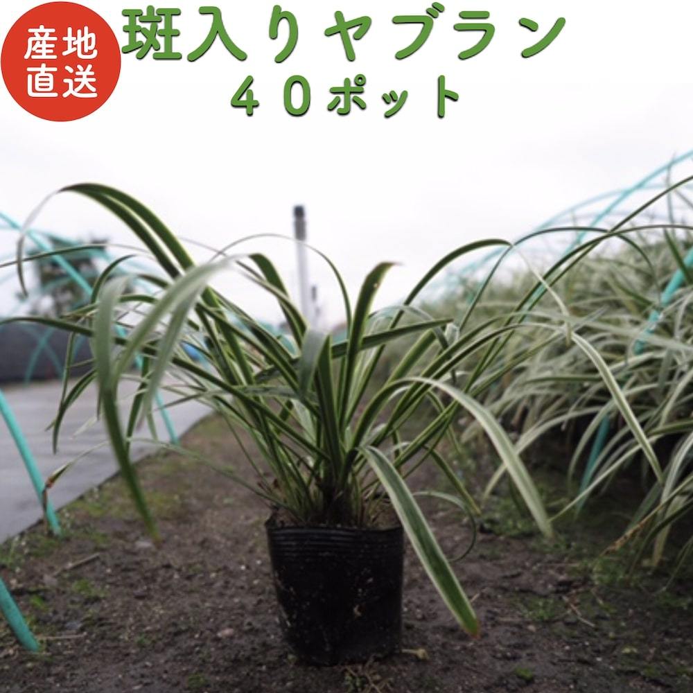 斑入りヤブラン １０.５cmポット苗 ４０株
