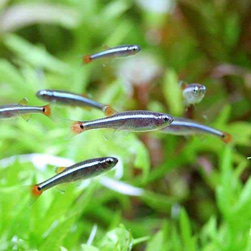 （熱帯魚）死着保証あり　アカヒレ　Ｓサイズ（３００匹）　活餌　北海道・九州航空便要保温　ＣＲＣ13―24―34―00―00