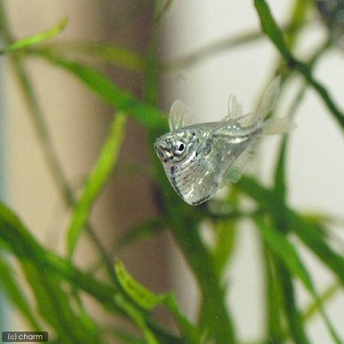 （熱帯魚）マーサ・ハチェット（８匹）　北海道航空便要保温　ＣＲＣ13―20―10―50―00