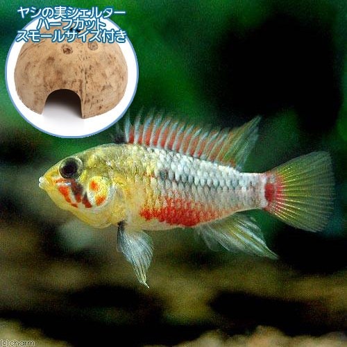 （熱帯魚）アピストグラマ・ホングスロイ（１ペア）＋　ココナッツシェルター（１個）　本州四国限定　ＣＲＣ13―28―16―00―00
