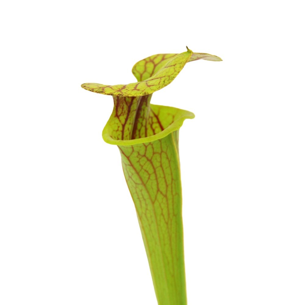 （食虫植物）サラセニア　フラバ　ｖａｒ．クプレア　３号（１ポット）　ＣＲＣ17―80―50―00―00