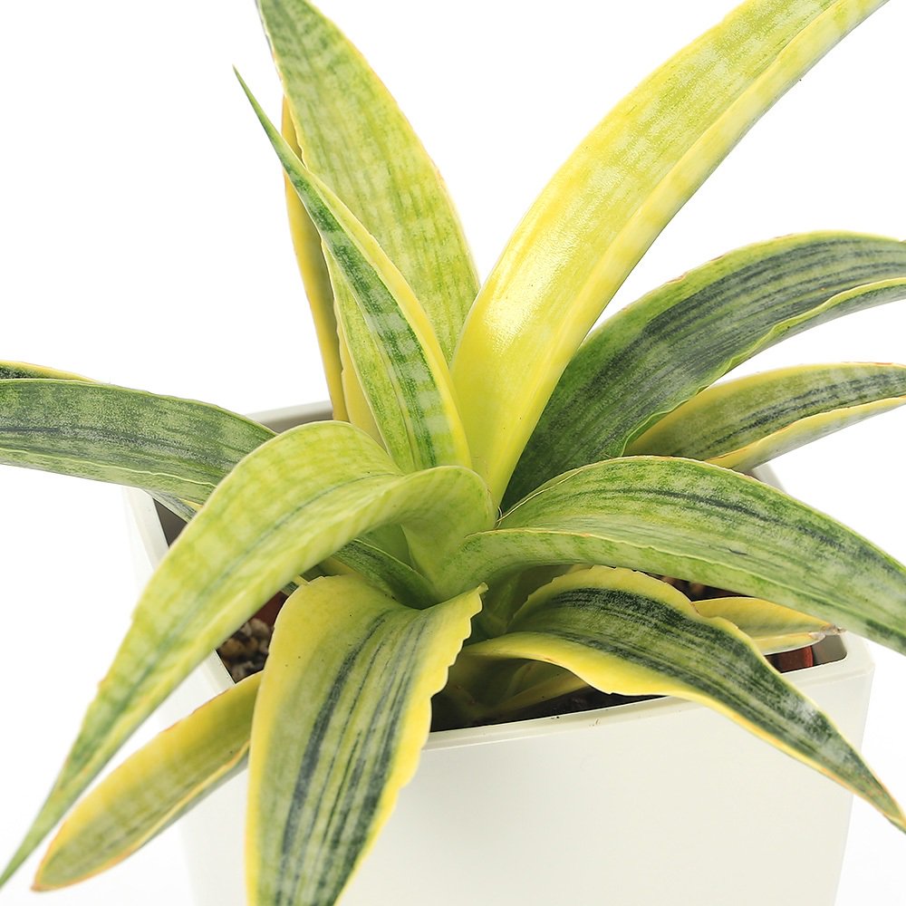 （観葉植物）サンスベリア　サイアムゴールド　３．５号　（１ポット）　ＣＲＣ15―30―20―24―00