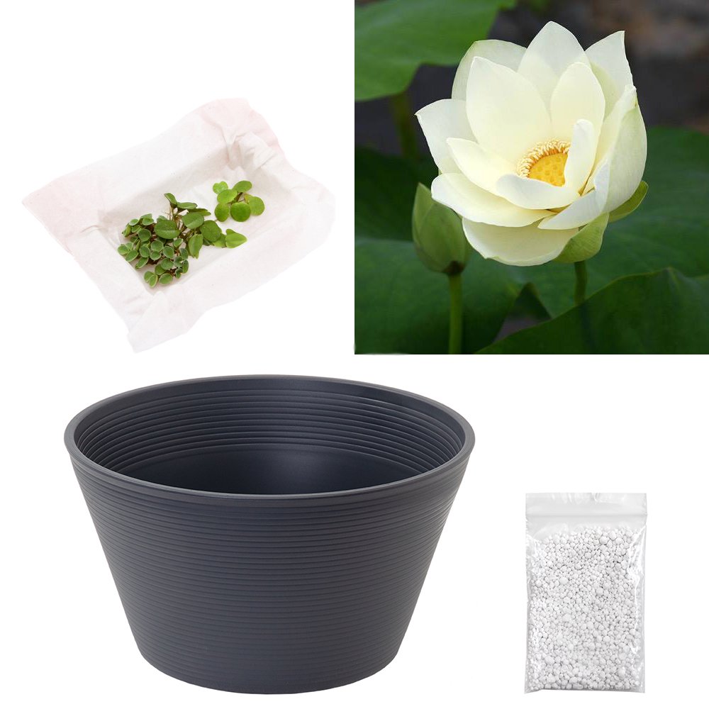 （ビオトープ）ハス（黄）と睡蓮鉢セット　黄花蓮（キバナハス）　初心者おすすめ　ＣＲＣ15―10―30―40―30