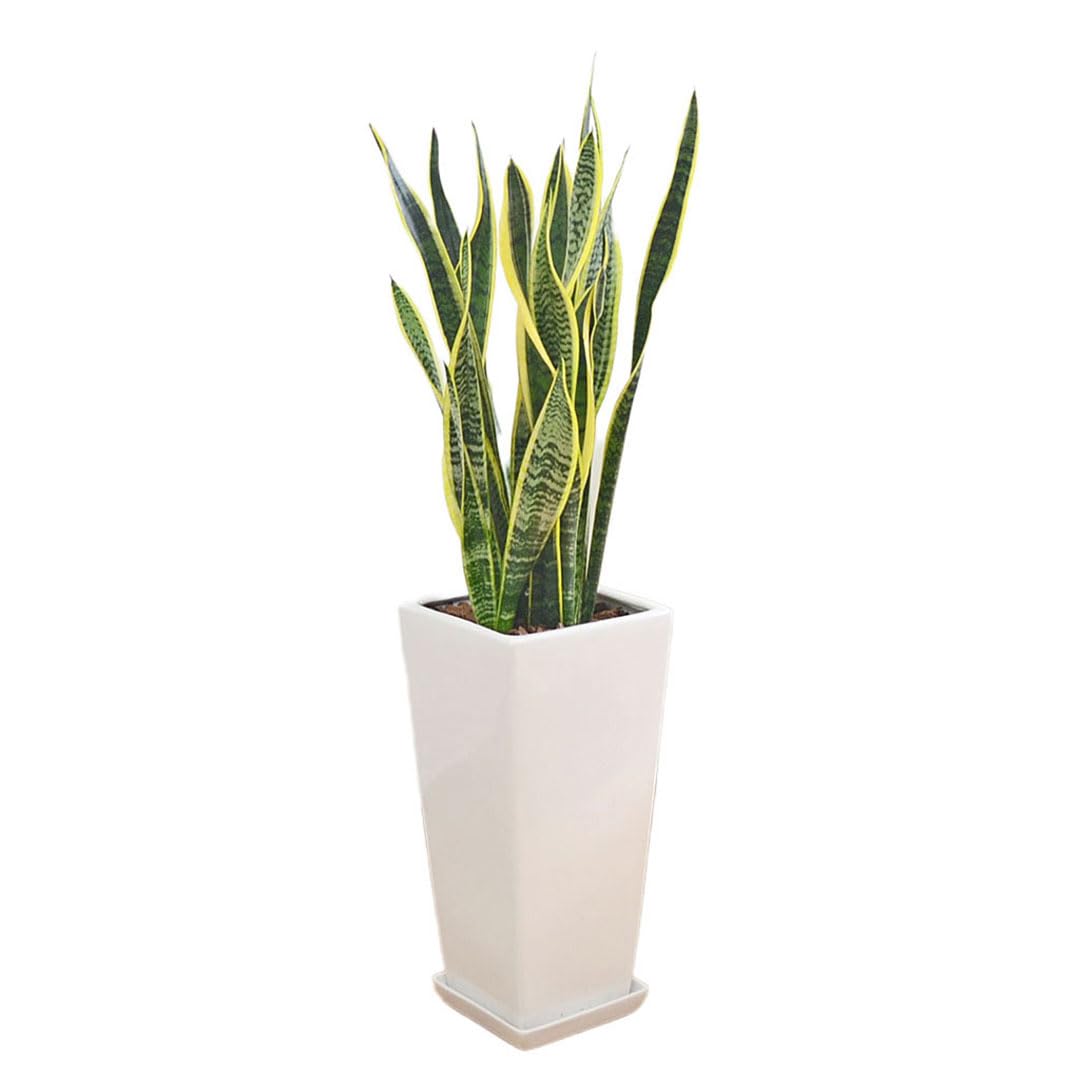 サンスベリア・ローレンティ ロングスクエア陶器鉢植え BIGサイズ ホワイト