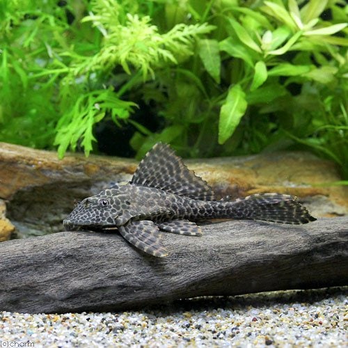 （熱帯魚）セルフィン・プレコ（ワイルド）（１匹）　北海道・九州航空便要保温　ＣＲＣ13―44―60―00―00